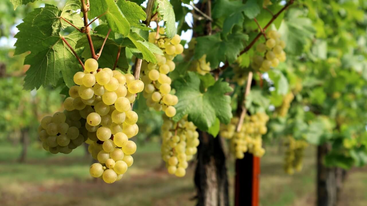 cachos de uvas verdes na natureza