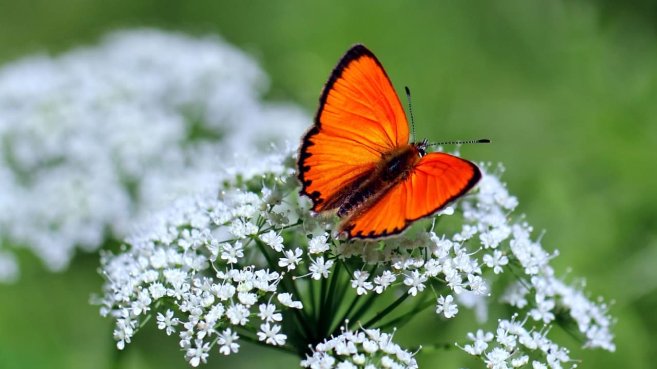 Sonhar com Borboleta é bom presságio? Veja significados