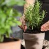 par de mãos femininas cultivando um vaso de planta em um local com mais plantas